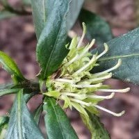 Pavetta involucrata Thwaites